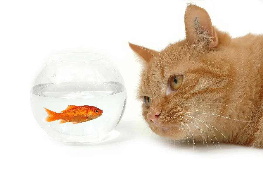 Cat and Fish Tank Photo