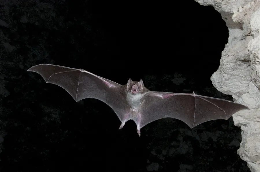 Bat Photo in Cave