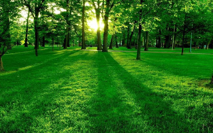 Forest Photo for Arbor Day