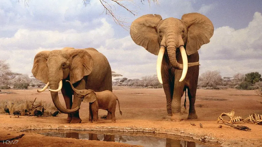 Photo of a herd of elephants with a baby elephant next to a pond