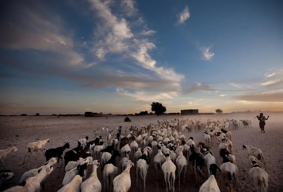 Photo of a Herd of Goats Next to a Shepherd in the Desert