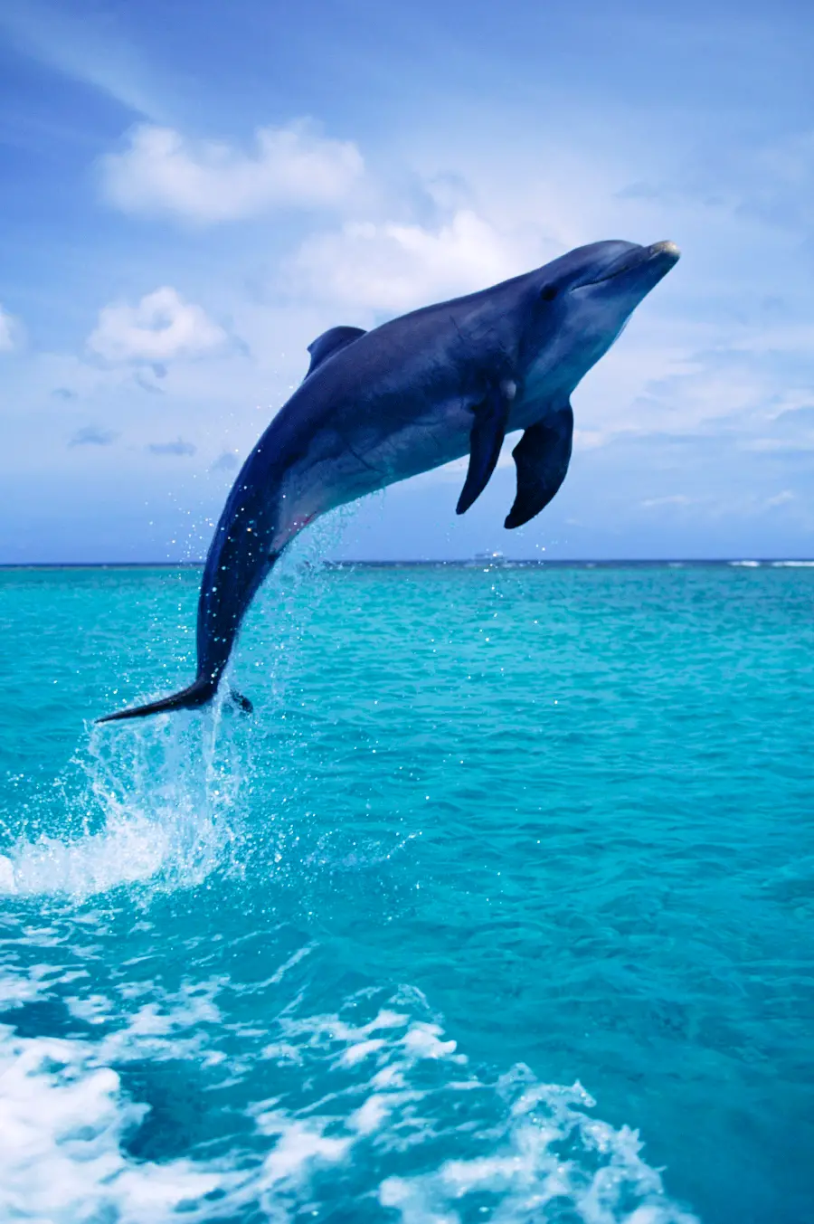 Wildlife Photo