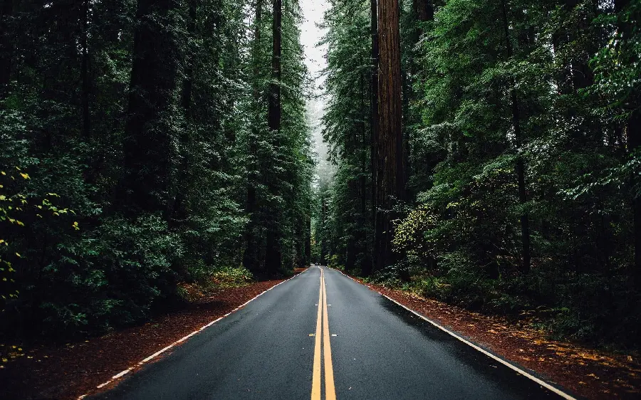 Beautiful forest road wallpaper for mobile phone