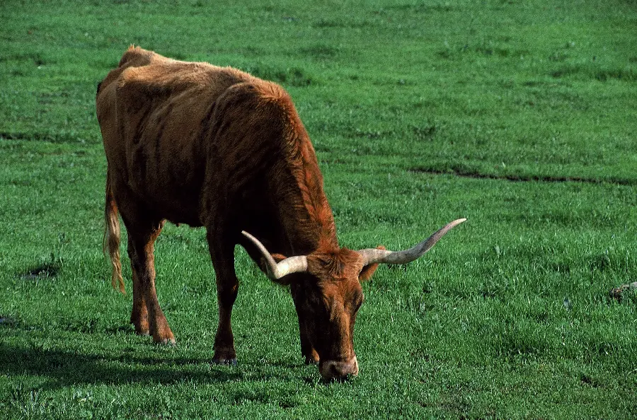 Photo of a long-horned cow and thorny green animals
