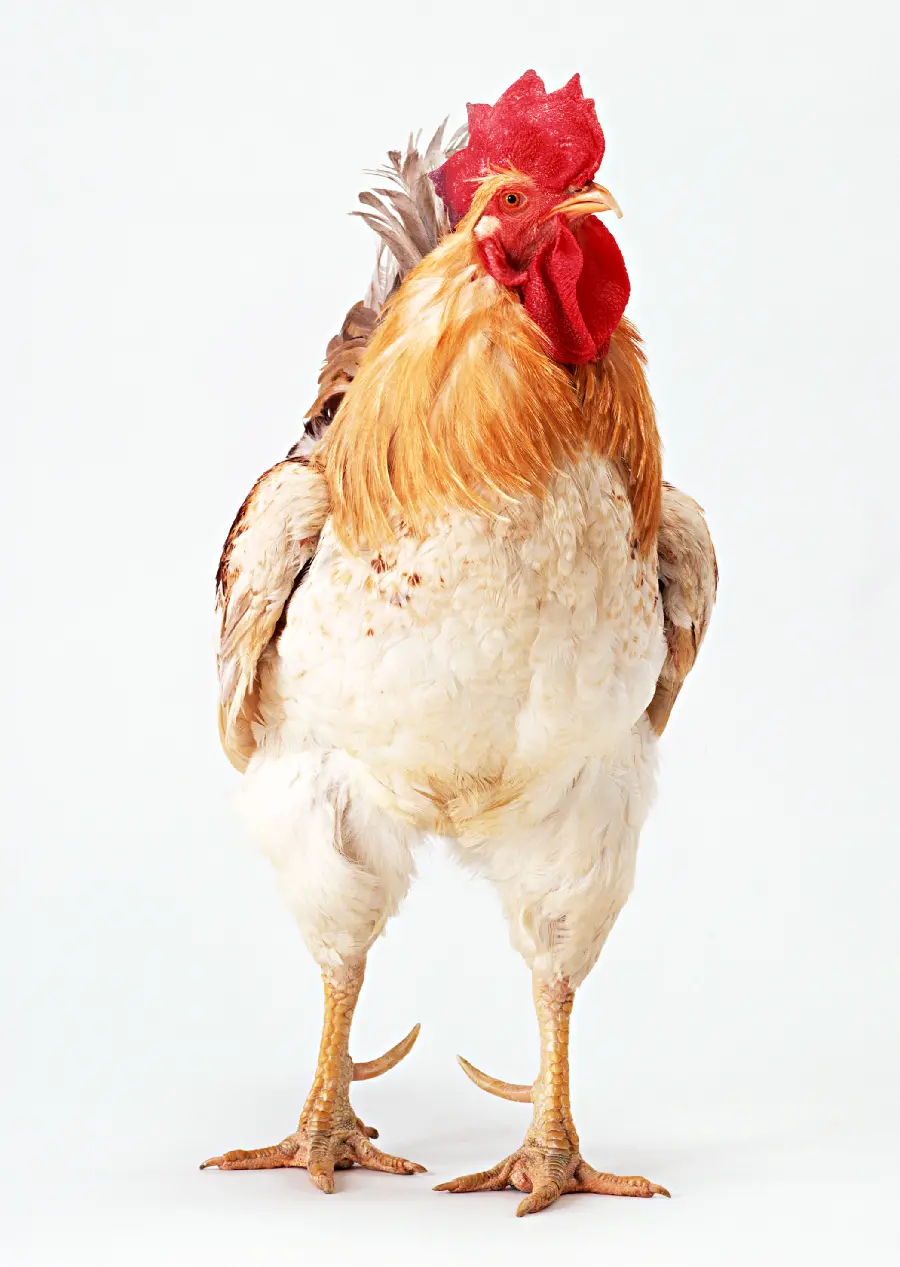 Rooster Photo on White Background