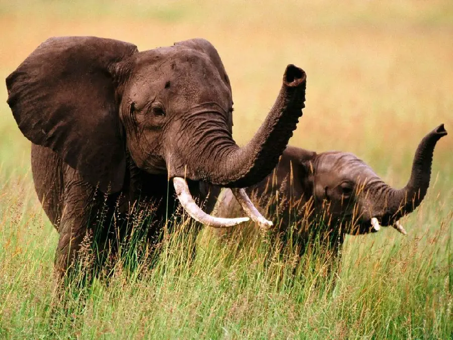 Picture of a baby elephant with a long trunk next to pristine nature
