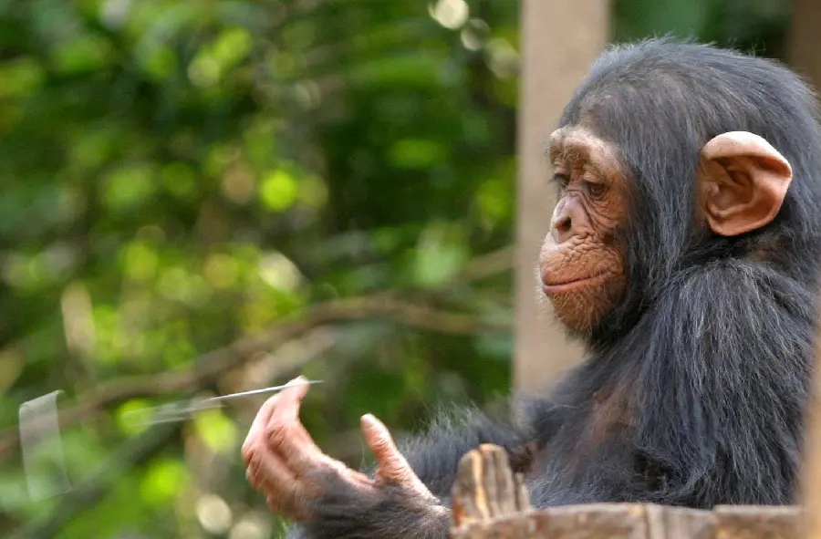 High quality baby chimpanzee image