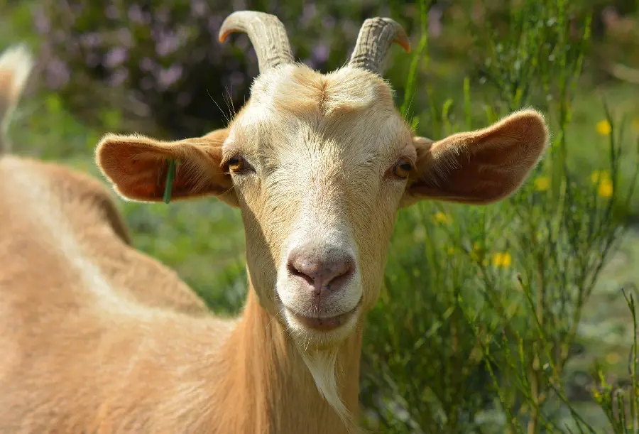 Free download of real golden horned goat profile picture