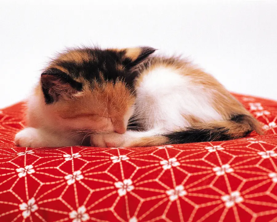 Pets Dogs and Cats and the Smartest Pets