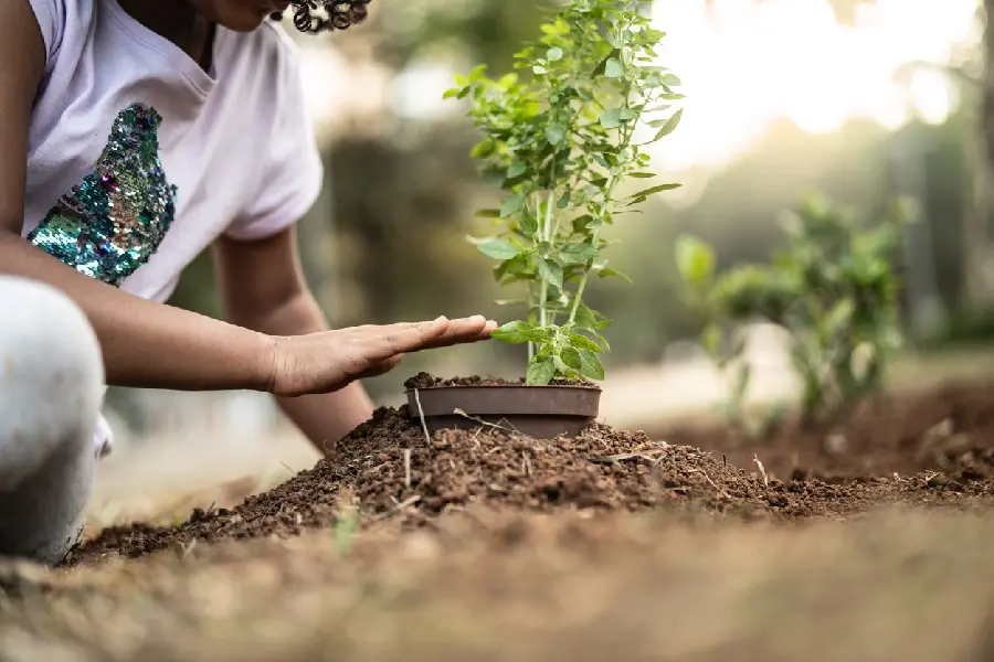 Photo of planting saplings on Arbor Day