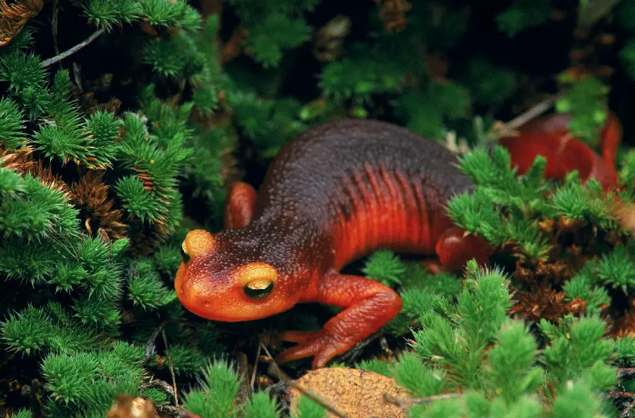 Lizard photo in wildlife documentary