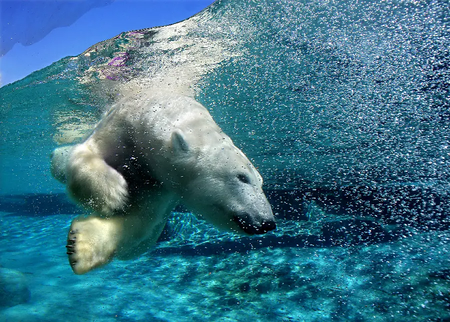 Photo of a polar bear and polar animals