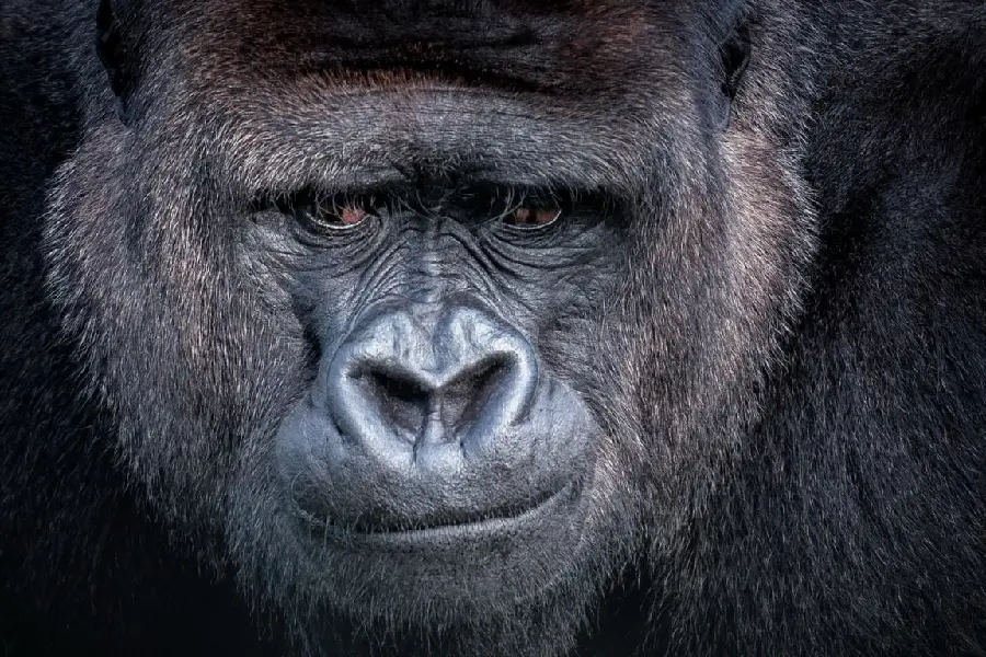 Silverback Gorilla Face with Beautiful Smile for Background