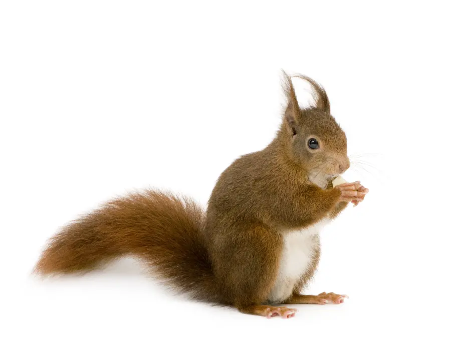 Squirrel Studio Photo