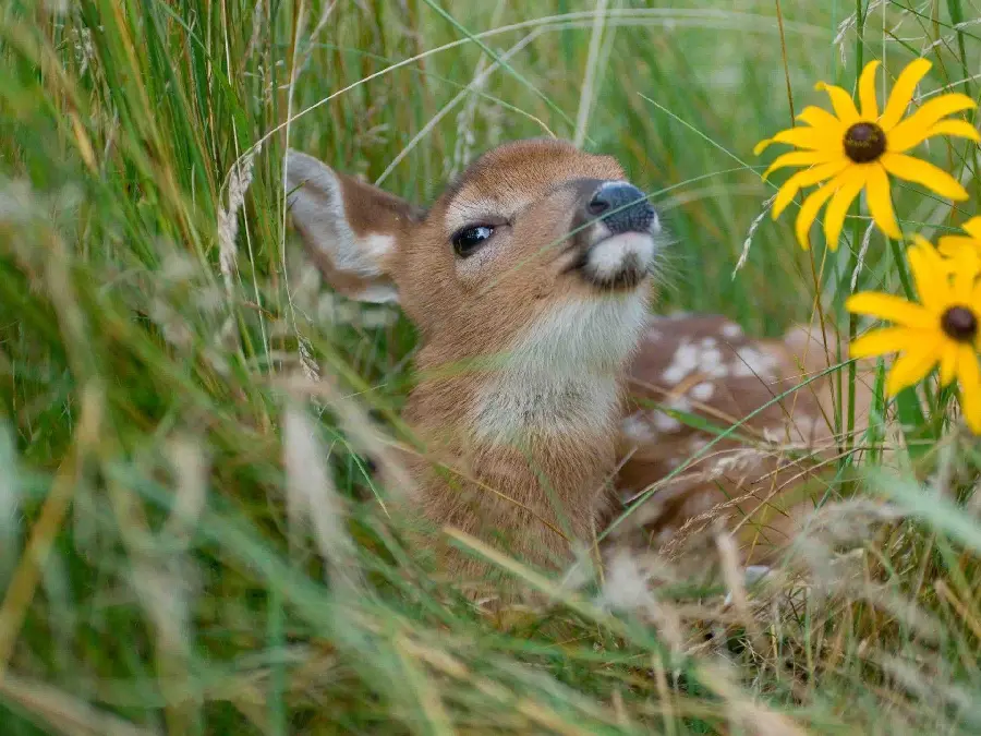 Free Baby Deer Picture Download