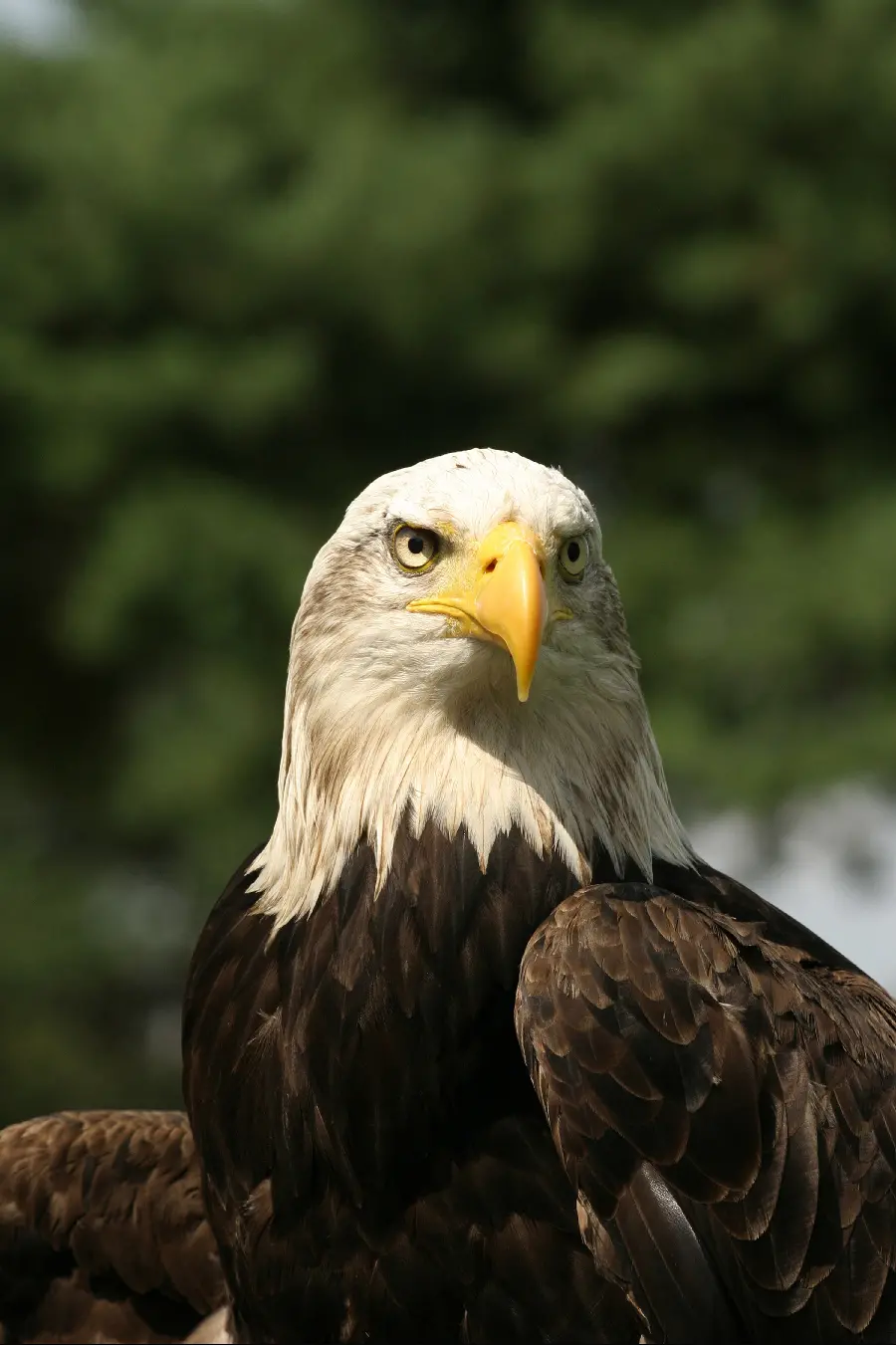 Eagle in wildlife documentary