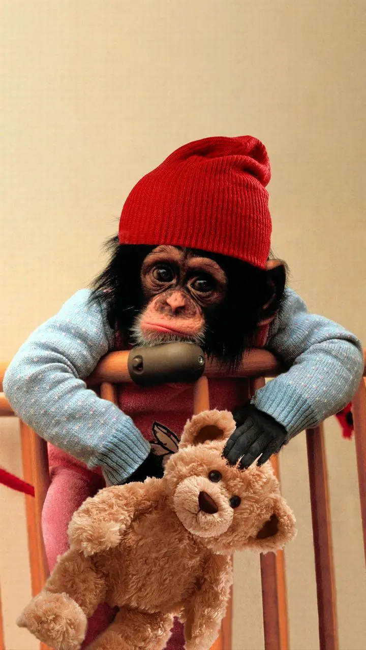 Funny Baby Monkey Photo