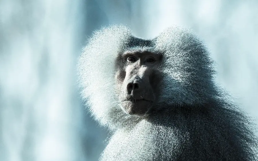 Download animal wallpaper of baboons, primates