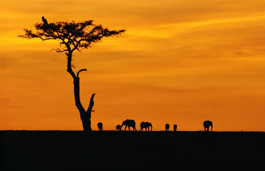 Wildlife