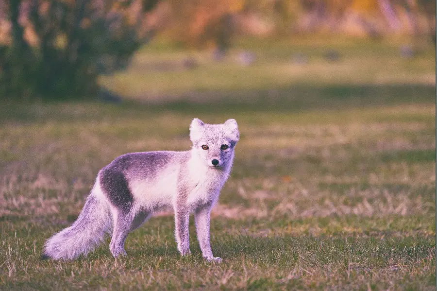Highest Quality Arctic Fox Wallpaper