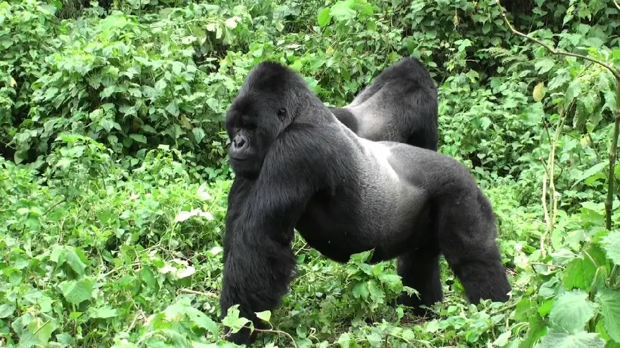 Black silverback gorilla is one of the first apes