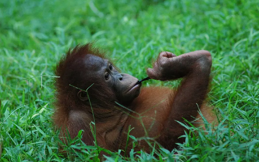 Real Orangutan Wallpaper for PC