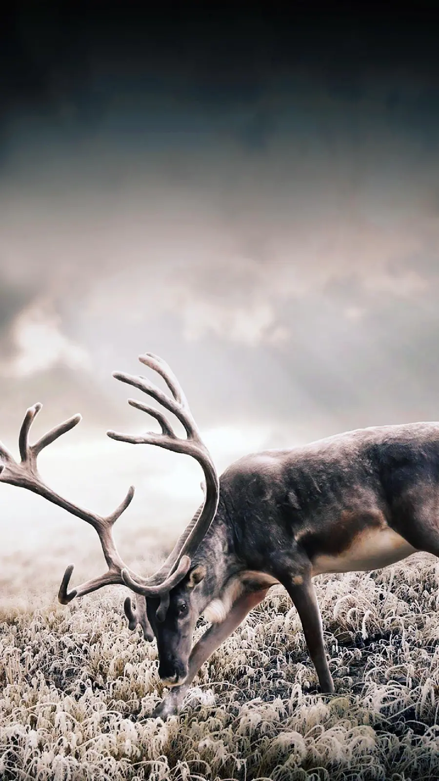 Mobile wallpaper High Quality Antlered Deer