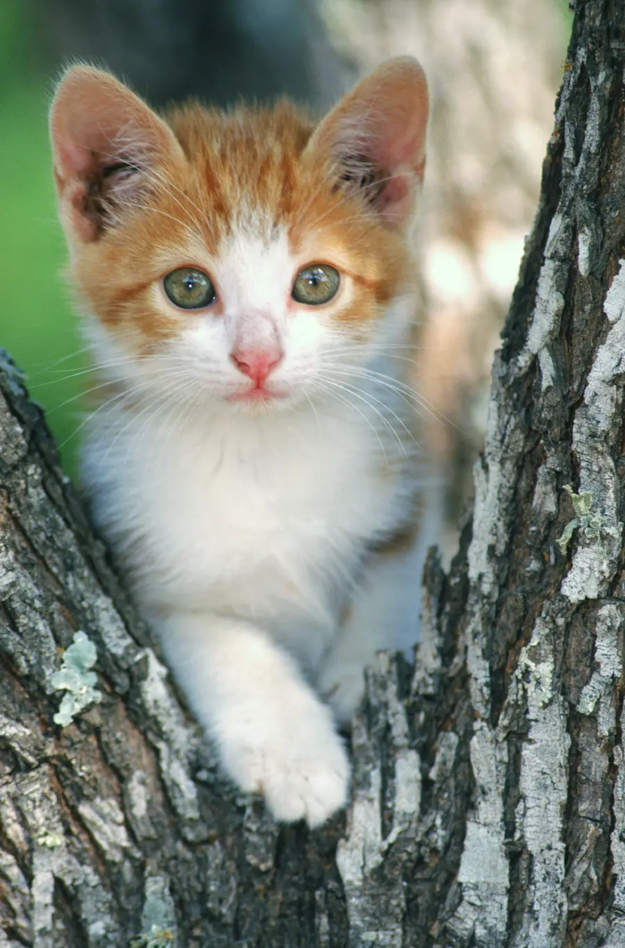 Photo of kitten in wildlife documentary