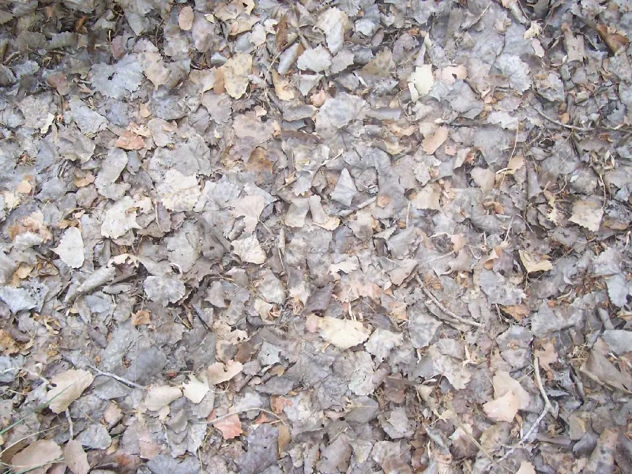Photos of dry tree leaves suitable for textures and materials of the earth and natural features
