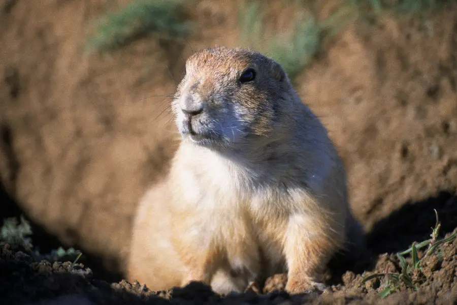 Interesting animal photo in wildlife documentary