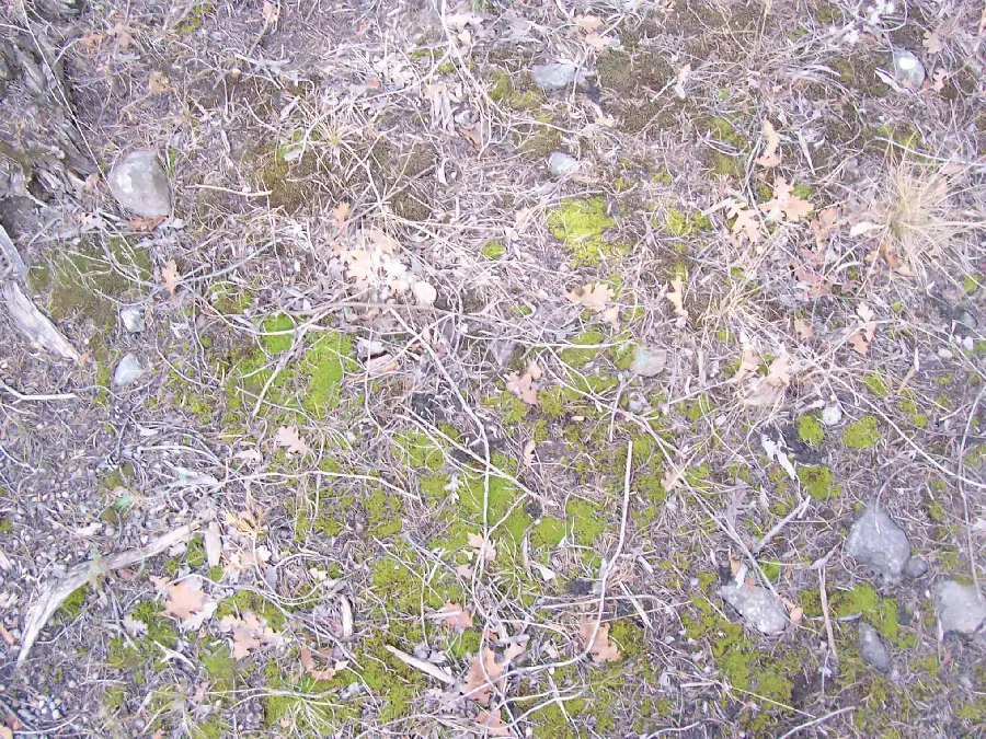 Materials of the earth and natural features