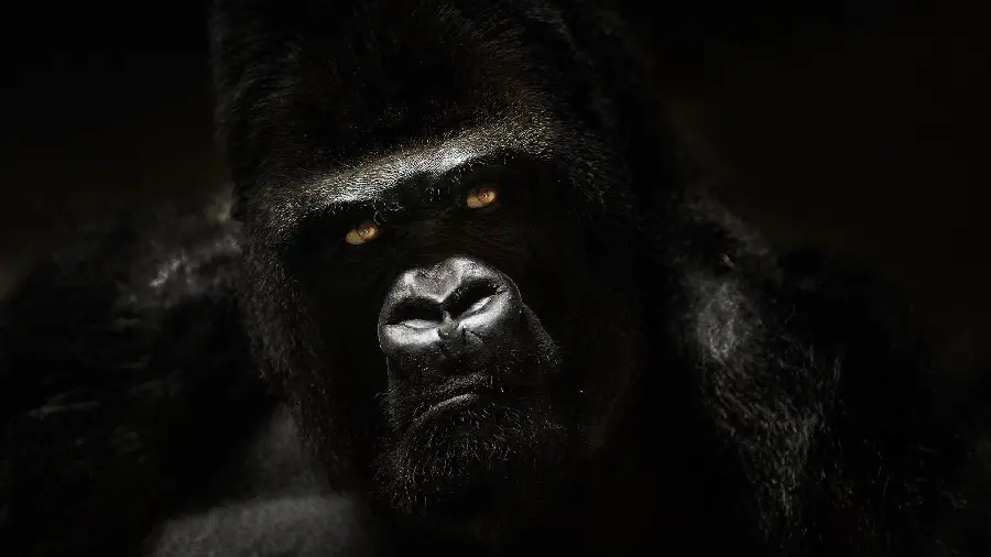 Download Black Background with Silverback Gorilla Face