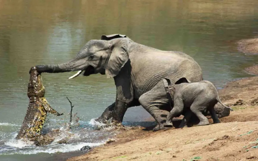 Photo of an elephant fighting a crocodile next to a baby elephant