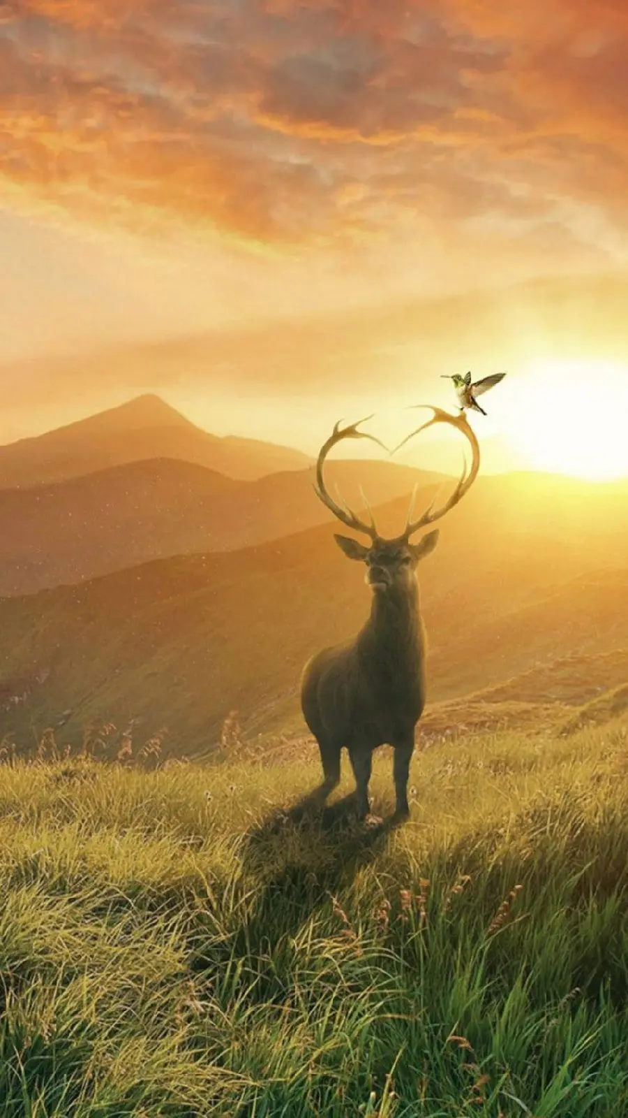 Mobile wallpaper for deer and sunset wallpaper