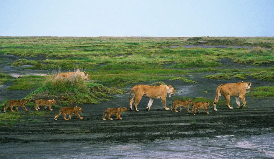 Lion Family in the Wild