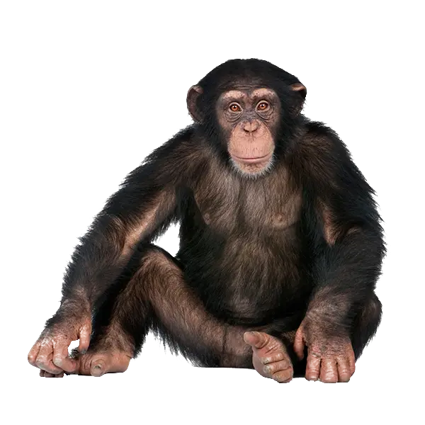 Real Chimpanzee PNG without background