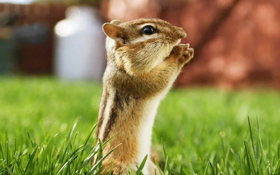 Funny Crazy Animal