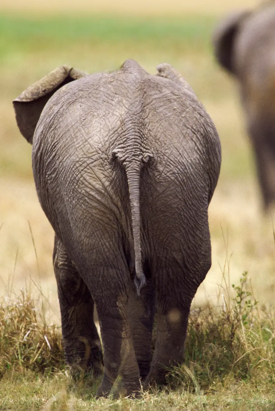 Photos of Life in the Wild