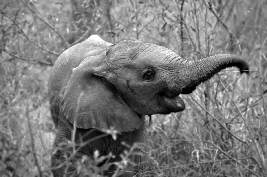 Free High Quality Black and White Laughing Baby Elephant Image