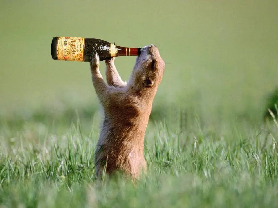 Funny Animal Drinking Drink