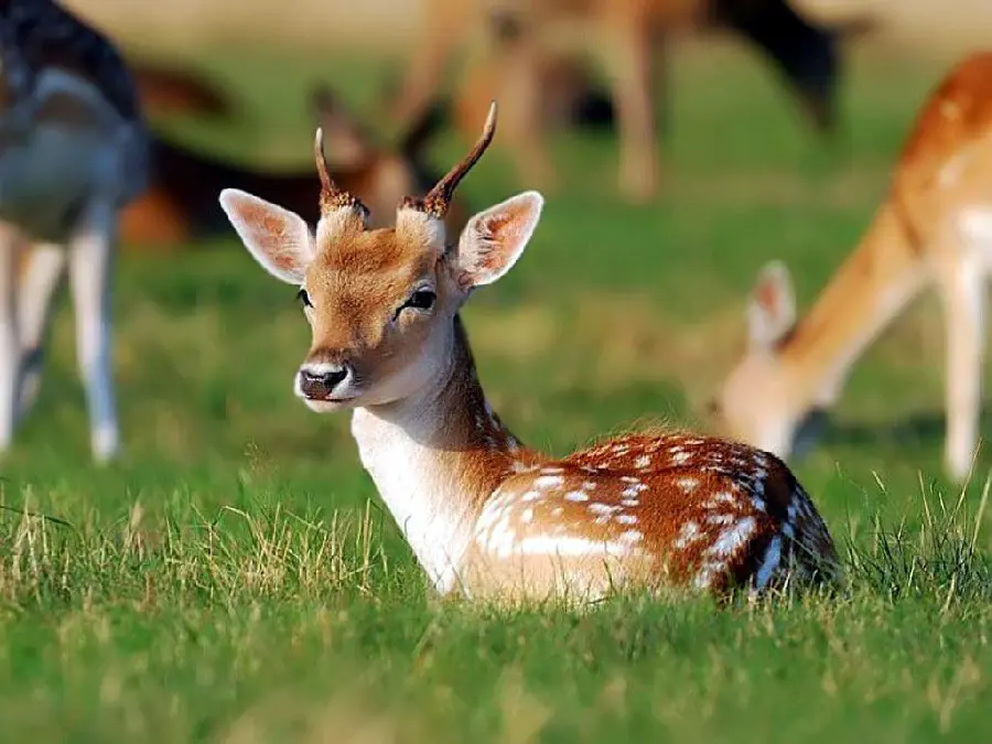 High quality HD photo of a one-year-old deer