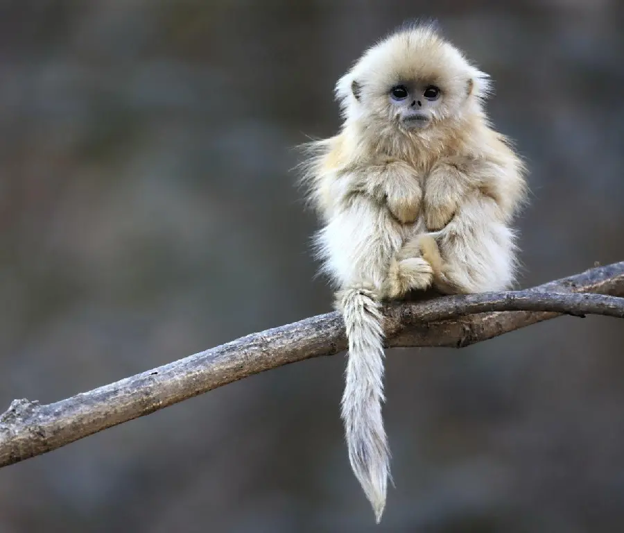 Beautiful baby monkey photo