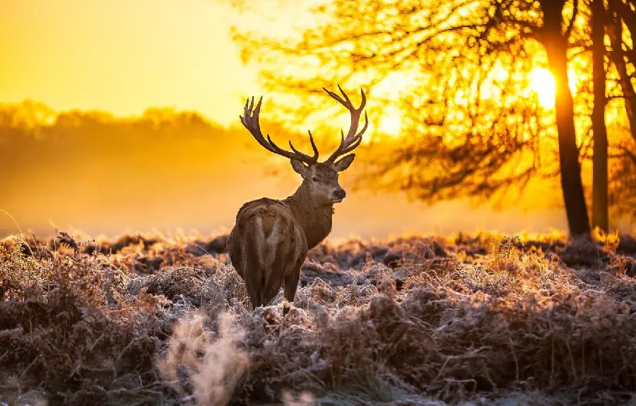 Real Deer Antlers Photo 8K