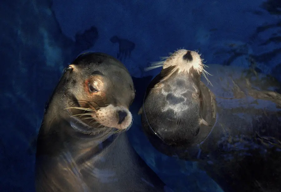 Photo of otter in wildlife documentary
