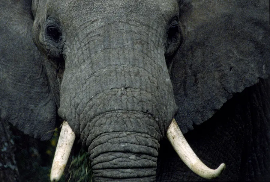 Photo of an elephant and large animals
