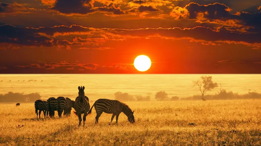 Photo of wild zebras in the Australian steppes