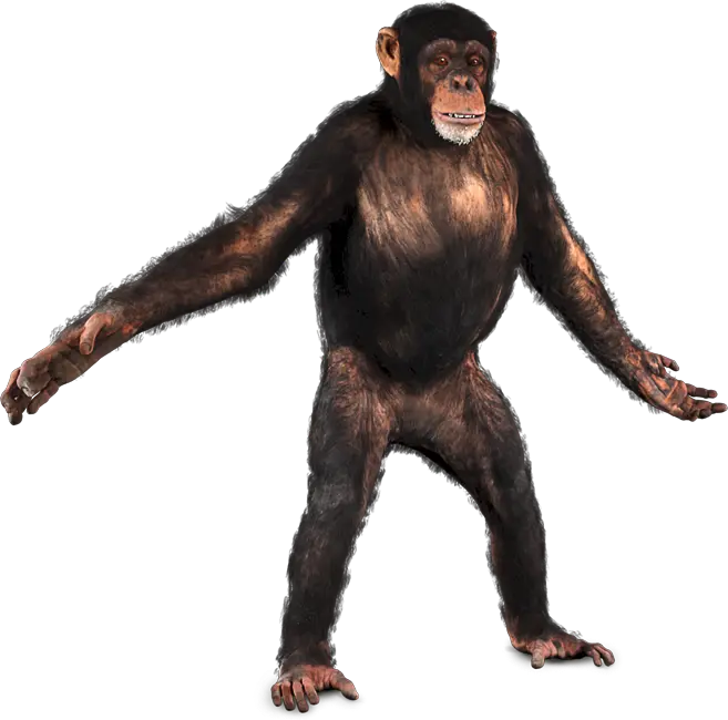 Real photo of a chimpanzee standing on its legs without a background in high quality png format
