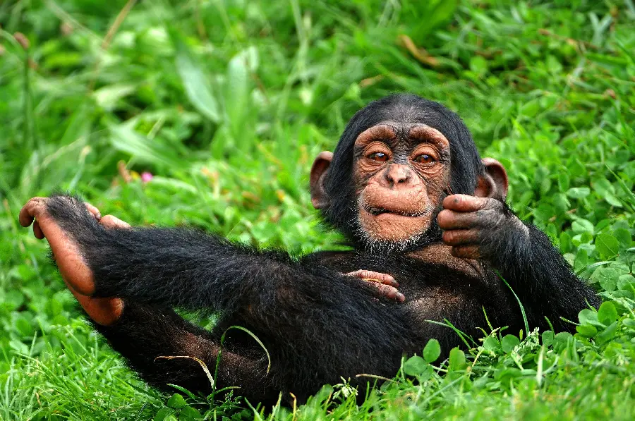 Photo of Real Baby Chimpanzee in the Wild