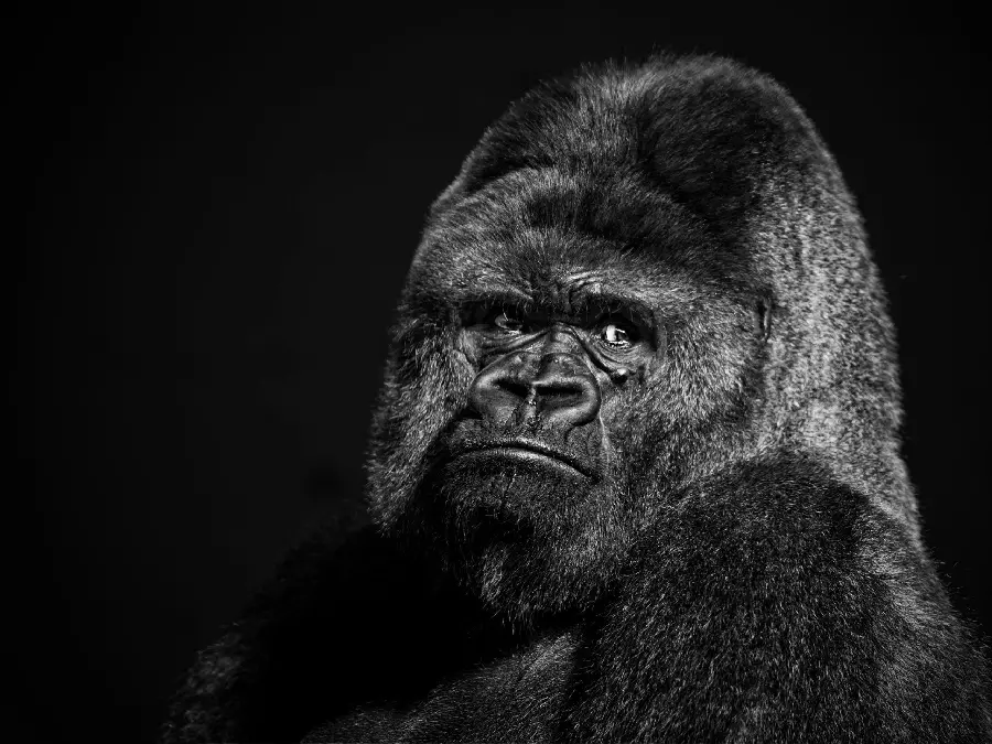 Black and White Image of Scary Gorilla