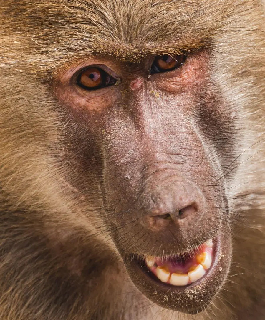 Wild brown baboon face for free download
